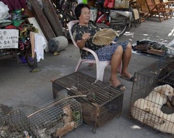 Ponen perros en adopción para no comerlos