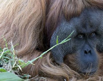 VIDEO: El orangután que toca jazz