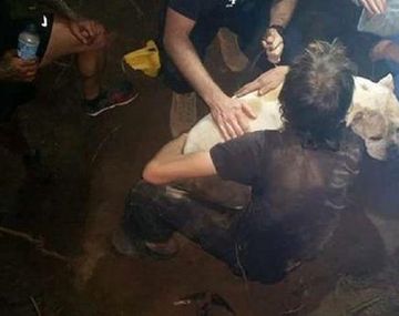 Emotivo rescate de un perro atrapado 3 días bajo tierra