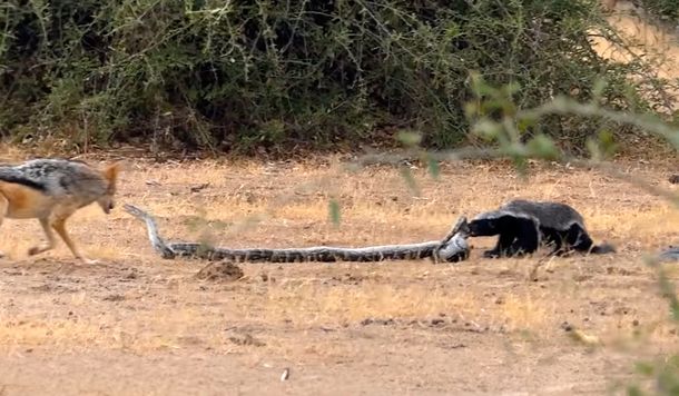 Feroz batalla entre una serpiente y un tejón con un final inesperado