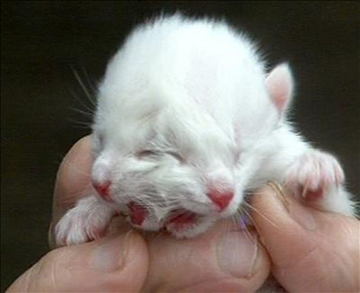 Bichos raros, ahora nació un gatito con dos cabezas