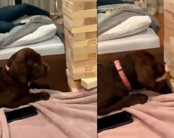 Un perro que juega al jenga: el video viral que sorprendió a todos