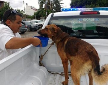 Detuvieron a dos hombres por maltrato animal en Rosario