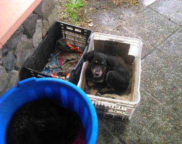 Sin corazón: una mujer tiró dos cachorros al lago Nahuel Huapi