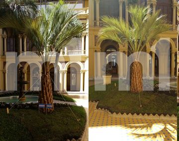 Se terminó la novela de la palmera: la Casa Rosada ya tiene su nuevo ejemplar gratis