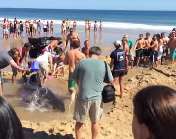Turistas intentaron rescatar a un tiburón blanco y lo devolvieron al mar: murió