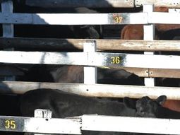 Vacas_DyN