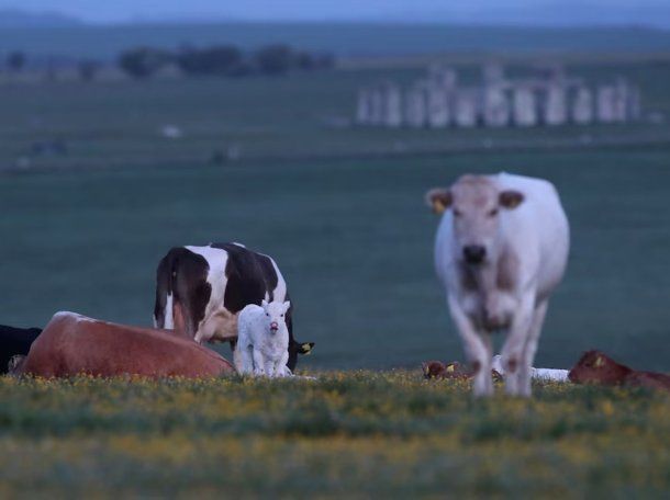 Reino Unido: creen que una vaca puede haber ayudado a construir el enigmático Stonehenge