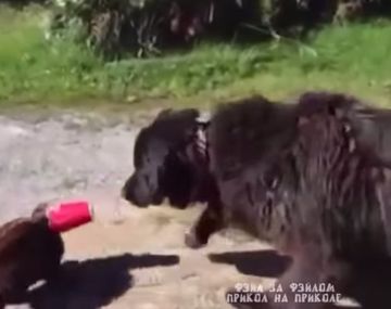 VIDEO: mirá cómo un perro salva a un gato de una broma cruel