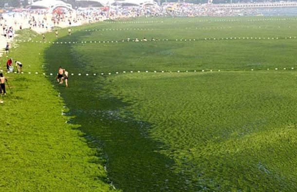 En China, un mar se tiñó de verde por una invasión de algas