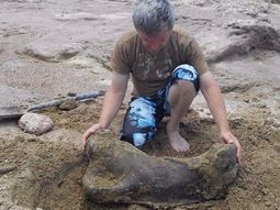 hallaron fosiles de un perezozo gigante en miramar hallaron fosiles de un perezozo gigante en miramar