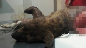 Despellejaron vivo a un perrito en Jujuy Despellejaron vivo a un perrito en Jujuy