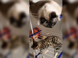 Nelly (arriba) tiene loco a Gilbert (abajo)