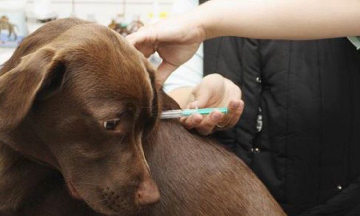 La Plata: vacunan gratis a perros y gatos en la ciudad