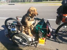 Se llevó a su perro a recorrer el país, pero se le perdió a mitad de camino
