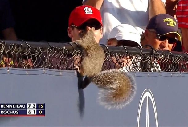 Una intrépida ardilla dio que hablar en un partido del US Open