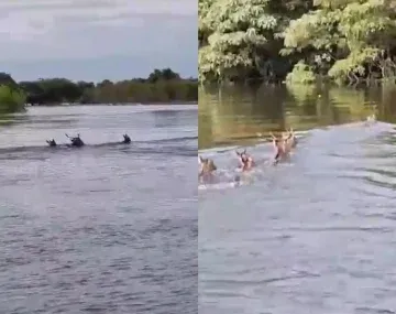 Así cruzan el río Paraná animales salvajes en medio de la crecida