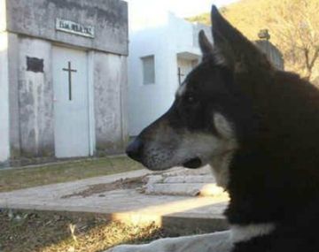 Capitán, firme junto a su amo hace más de 10 años