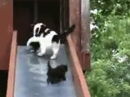 el estres de una gata para salvar a sus crias de la caida desde un tobogan el estres de una gata para salvar a sus crias de la caida desde un tobogan