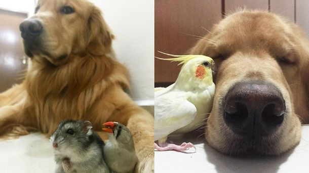 El perro más tierno del mundo muestra cómo se lleva con los pájaros en su casa