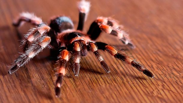 Una familia encontró una tarántula en el patio de su casa