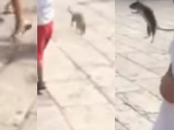 Pateó una rata y le dio a una nena en la carta