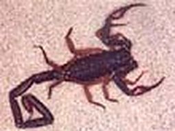 Alacran