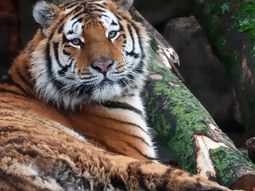 Una tigresa del zoológico de Nueva York dio positivo de coronavirus