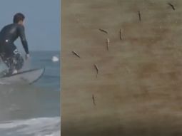 ¡Escalofriante! Mostró cómo es surfear en una playa repleta de tiburones