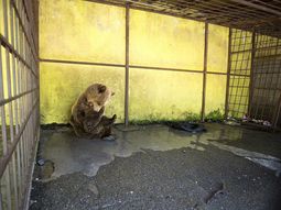 crueldad en el menu: un oso cautivo en un restaurante se come a si mismo crueldad en el menu: un oso cautivo en un restaurante se come a si mismo