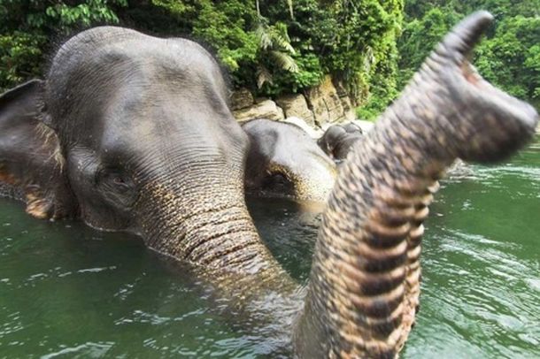 Elefantes sumatra 1