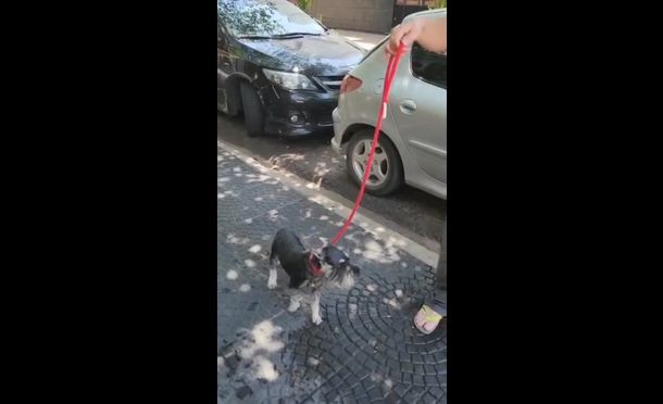 Maltrato animal en Corrientes: vecinos rescataron a un perro encerrado en un auto por una hora y media
