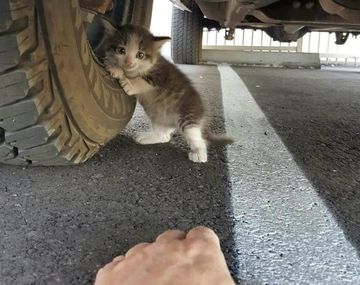 Una persona encontró a este gatito en apuros