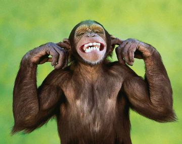 Ëbola: la vacuna será probada en monos