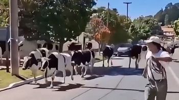 video: un camion con vacas volco en plena ruta 38 y provoco un choque multiple video: un camion con vacas volco en plena ruta 38 y provoco un choque multiple