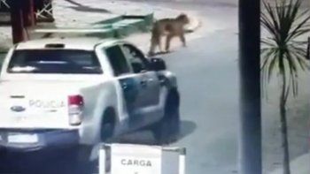 villa gesell: aun no encontraron al puma, pero estiman que ya volvio a su habitat villa gesell: aun no encontraron al puma, pero estiman que ya volvio a su habitat