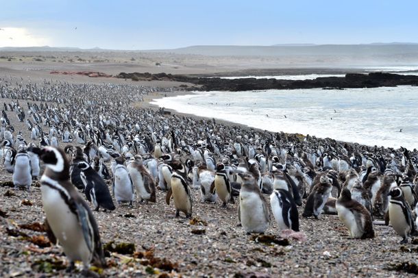 Record de llegada de pingüinos en Punta Tombo
