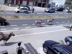 tres cebras se escaparon y causaron caos en bruselas tres cebras se escaparon y causaron caos en bruselas