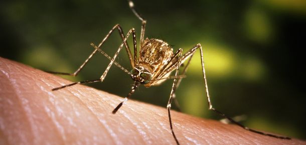 OMS declara al virus de Zika emergencia sanitaria mundial