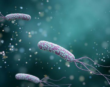 Alertan por los riesgos de una bacteria silenciosa que afecta al 50 por ciento de los argentinos
