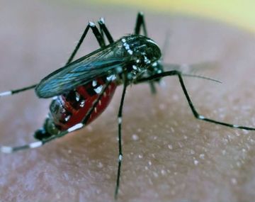 Europa: la OMS advierte sobre el aumento del dengue por el calor extremo y las lluvias