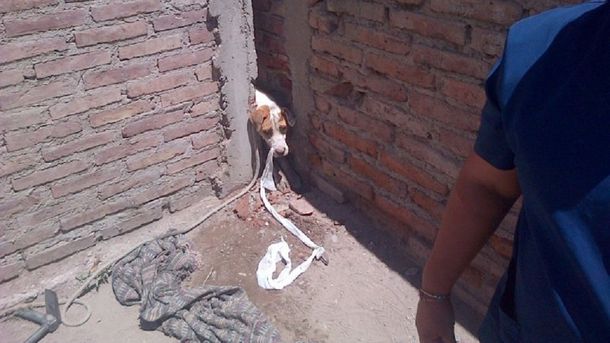 Emotivo rescate de Toto, un perro asustado por la pirotecnia que quedó atrapado