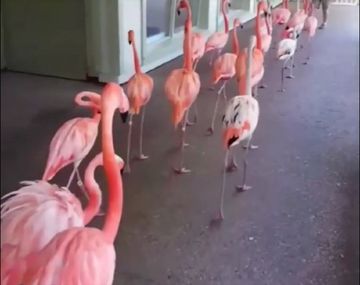 ¡Carrera march! Así fueron trasladados los flamencos por el huracán Irma