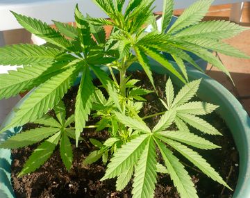 Inédito: autoridad sanitaria autorizó el uso de remedios a base de marihuana