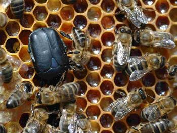 ¿Fue la abeja?: los motivos por los que hay alerta sanitario en el país