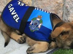 Gavel, el perro manso Gavel, el perro manso