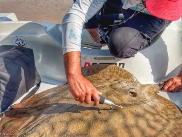 Científicos del CONICET detectan el mayor desplazamiento de una raya gigante en el río Paraná