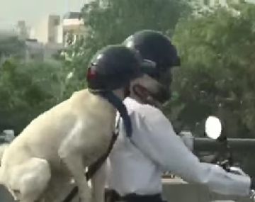 Lleva a su perro en moto y causa indignación