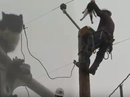 Rescataron a un gato que pasó nueve días atrapado en un poste de luz