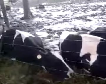 VIDEO: Cayó rayo y mató a 32 vacas
